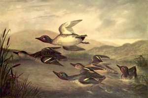 Patos Selvagens Subindo, 1840